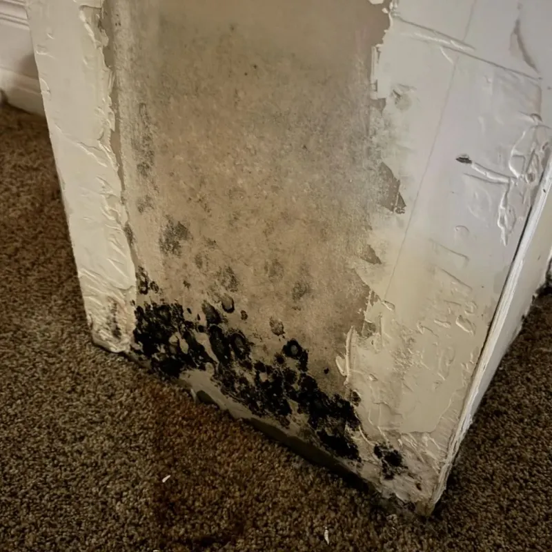 Professional Mold Removal in Campbell County, SD